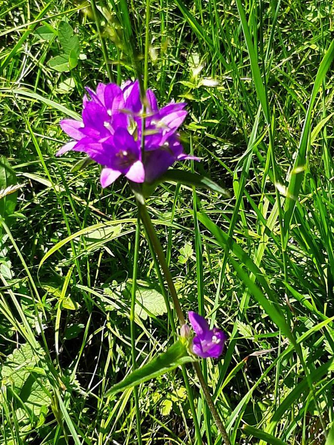 Kalipe Dolomiti Apartman Soffranco Kültér fotó